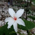 挑水古道桐花飄