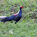 在惠蓀林場拍攝到的，藍腹鷴和台灣藍鵲的共同點:牠們都有亮晶晶的藍色羽毛，藍的發亮，細細的腳爪都是鮮紅色呢!