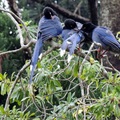 台灣藍鵲