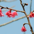 紅葉公園櫻花