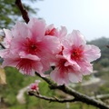 櫻花公園所種植的櫻花不是一般台灣原生種常見的山櫻(又名菲寒櫻)，是前2年才從日本靜岡縣賀茂郡河津町送來的河津櫻，花期在山櫻之後