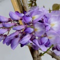 目前正是紫藤花盛開季節，拍攝於雲潭瀑布入口處，千辛萬苦就為了我最喜愛紫色的紫藤花。