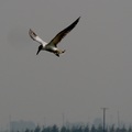 裏海燕鷗