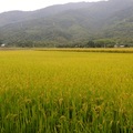 黃金稻田