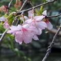 東勢林場以約2~3萬株的台灣原生種山櫻為主，山櫻又稱為緋寒櫻，散佈於整個林場，是所有櫻花種類中最漂亮的。