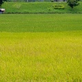 黃金稻田