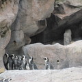 上海-動物園