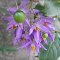 懸星花Solanum seaforthianum - 1