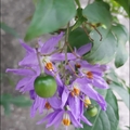 懸星花Solanum seaforthianum - 2