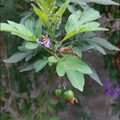 懸星花Solanum seaforthianum - 3