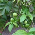 懸星花Solanum seaforthianum - 4