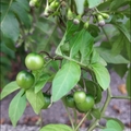 懸星花Solanum seaforthianum - 5