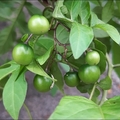 懸星花Solanum seaforthianum - 6