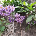 懸星花Solanum seaforthianum - 8