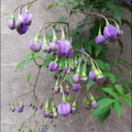 懸星花Solanum seaforthianum - 9