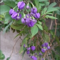 懸星花Solanum seaforthianum - 10