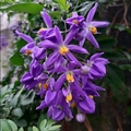 懸星花Solanum seaforthianum - 11