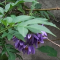 懸星花Solanum seaforthianum - 12