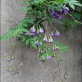 懸星花Solanum seaforthianum - 13