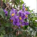 懸星花Solanum seaforthianum - 14