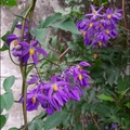 懸星花Solanum seaforthianum - 15