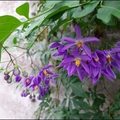 懸星花Solanum seaforthianum - 16