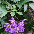 懸星花Solanum seaforthianum - 17