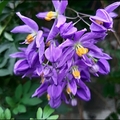 懸星花Solanum seaforthianum - 18