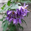 懸星花Solanum seaforthianum - 19