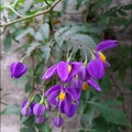 懸星花Solanum seaforthianum - 20