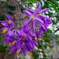 懸星花Solanum seaforthianum - 21