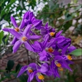 懸星花Solanum seaforthianum - 22