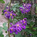 懸星花Solanum seaforthianum - 23