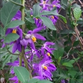 懸星花Solanum seaforthianum - 24