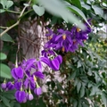 懸星花Solanum seaforthianum - 25