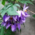 懸星花Solanum seaforthianum - 26