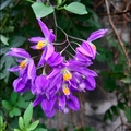 懸星花Solanum seaforthianum - 27