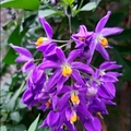 懸星花Solanum seaforthianum - 28