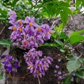 懸星花Solanum seaforthianum - 29