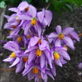 懸星花Solanum seaforthianum - 30