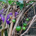 懸星花Solanum seaforthianum - 31