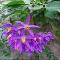 懸星花Solanum seaforthianum - 5