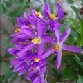 懸星花Solanum seaforthianum - 33