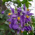 懸星花Solanum seaforthianum - 34