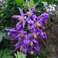 懸星花Solanum seaforthianum - 35