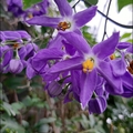 懸星花Solanum seaforthianum - 36