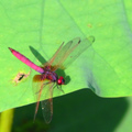 紫紅蜻蜓(雄) 至德園 