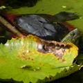 龜 (植物園)