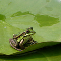 青蛙 (植物園)