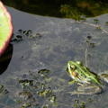 青蛙 (植物園)